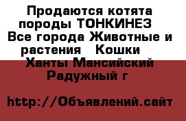 Продаются котята породы ТОНКИНЕЗ - Все города Животные и растения » Кошки   . Ханты-Мансийский,Радужный г.
